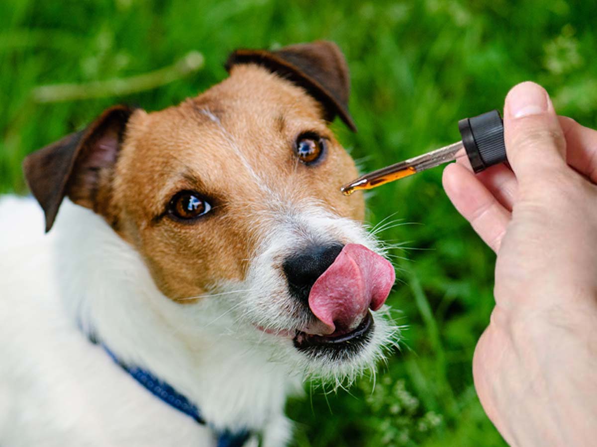 Find The Best CBD Oil For Dogs and Its Advantages